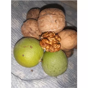 گردو تازه امسالی