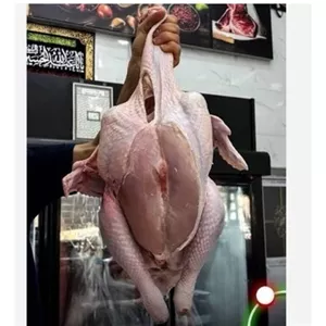 بوقلمون ماده