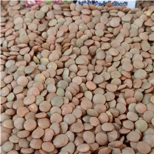 عدس خشک تازه
