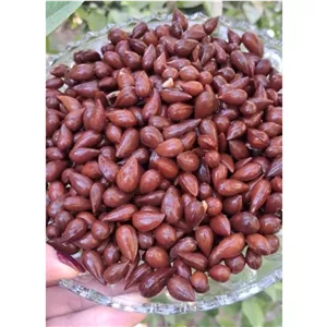 بادام کوهی (آلبوم)