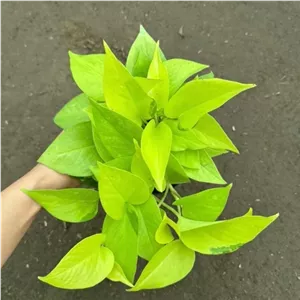 پتوس نئون مهتابی طلایی پوتوس پر بوته
