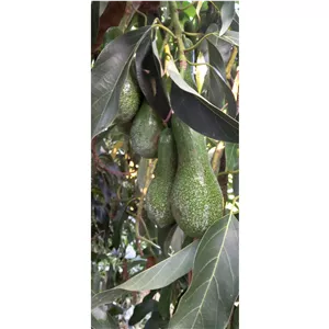 میوه آواکادو سبز گردویی طدح اقتصادی خانوار