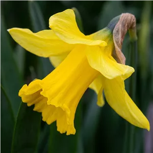 پیاز گل نرگس هلندی رقم daffodil dutch master