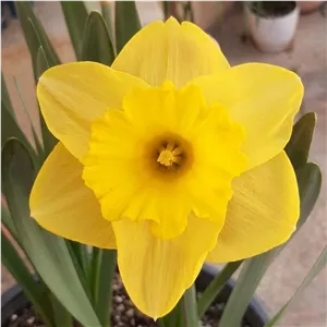 پیاز گل نرگس هلندی رقم narcissus yellow river