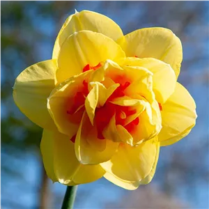 پیاز گل نرگس هلندی رقم narcissus Tahiti