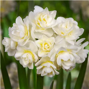 پیاز گل نرگس هلندی رقم narcissus Erlicheer