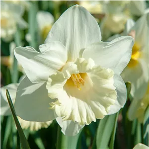 پیاز گل نرگس هلندی رقم narcissus Mount Hood