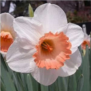 پیاز گل نرگس هلندی رقم narcissus salome