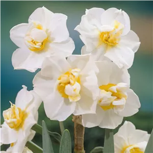 پیاز گل نرگس هلندی رقم narcissus Cheerfulness