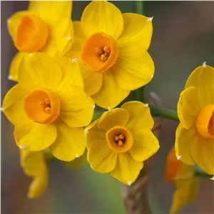 پیاز گل نرگس هلندی رقم narcissus grand soleil