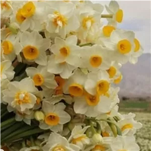 پک دو کیلویی پیاز نرگس شهلا و نرگس شصت پر 