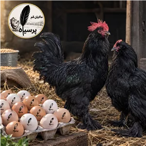 تخم نطفه دار نژاد مرندی (Marandi)