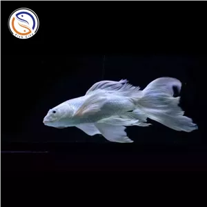 ماهی کوی پلاتینیوم باله بلند و کوتاه سایز 8-7 سانت