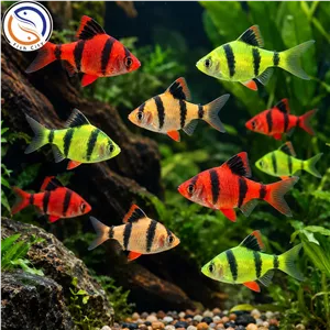 ماهی تایگر بارب5-6 سوپر سایز