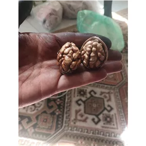 گردوی طارم