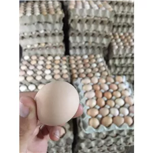 تخم مرغ تکزرده بومی