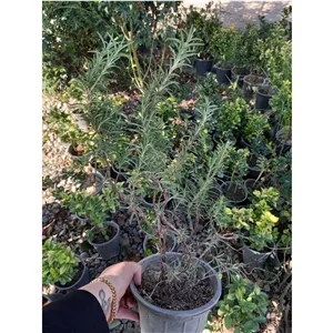 گیاه رزماری یا اکلیل کوهی سطل سه، پسکرایه