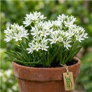 پیاز گل Ornithogalum fimbriatum