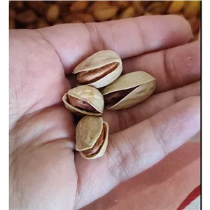 پسته شاه پسند 