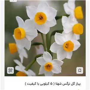 پیاز نرگس شهلا 5کیلویی با کیفیت 