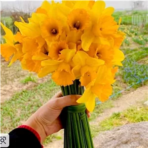 پیاز نرگس هلندی کاسه نارنجی یک عدد 