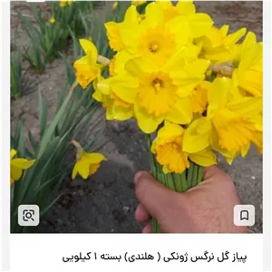 پیاز نرگس ژونکی هلندی یک کیلویی