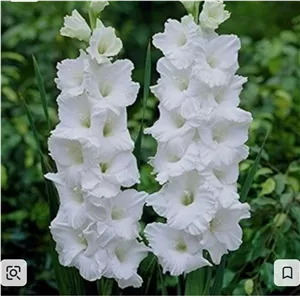  یک عدد پیاز گلایل سفید ویک عدد بنفش 