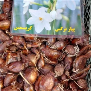 پیاز نرگس کریسمس 5عددی 