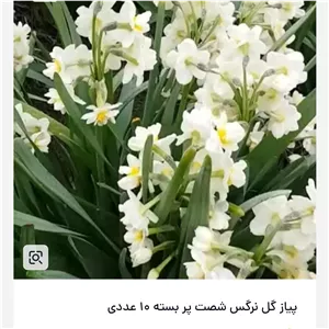 پیاز نرگس شصت پر یا پرپر 10عددی 