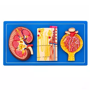 بازی آموزشی مدل مولاژ دیواری کلیه نفرون و جسمک کلیوی کد 3X