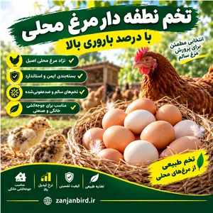 تخم نطفه دار مرغ محلی 10 عددی