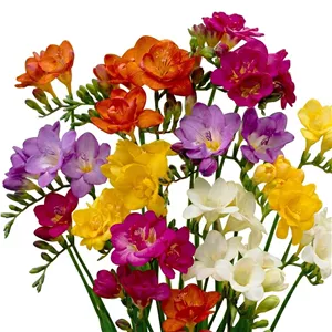 پیاز گل فریزیا میکس 4 عددی