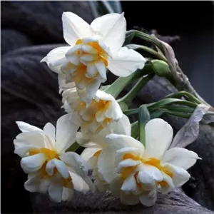 پیاز گل نرگس معطر شیراز پرپر