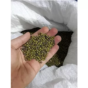 ماش دزفول فله درجه یک 