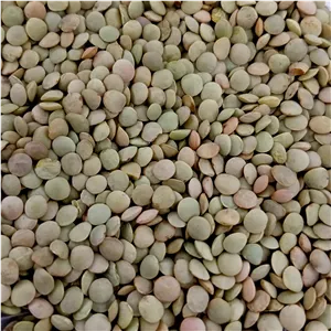 عدس ریز دشت مغان