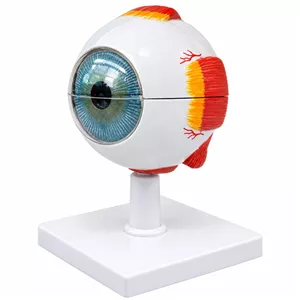 بازی آموزشی مدل مولاژ چشم انسان کد 10X
