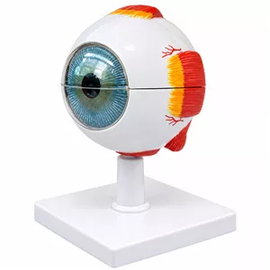 بازی آموزشی مدل مولاژ چشم انسان کد 10X