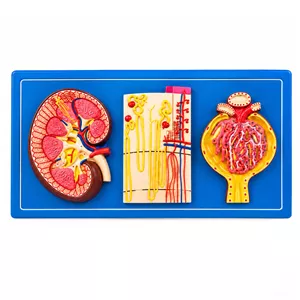 بازی آموزشی مدل مولاژ دیواری کلیه نفرون و جسمک کلیوی کد 3X