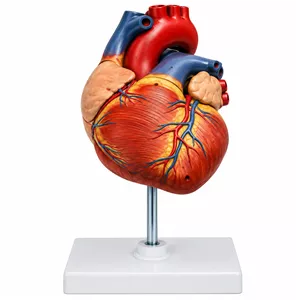 بازی آموزشی مدل مولاژ قلب انسان کد 1.5x