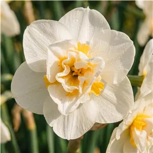 پیاز گل نرگس هلندی رقم narcissus Cheerfulness