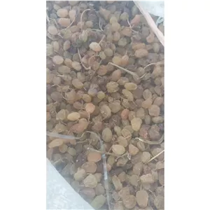 کشمش تیزآبی پاک نشده  بی دانه مرغوبعمده