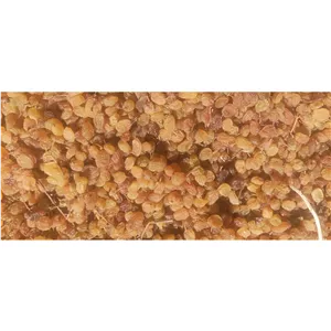 کشمش طلایی درجه یک (دم دار) طعم شیرین طبیعت(500گرمی)