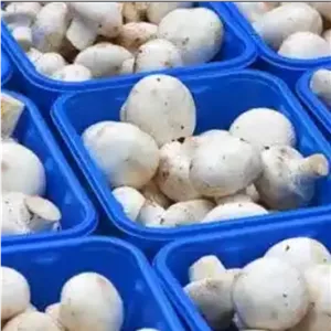 قارچ مخصوص سوخاری