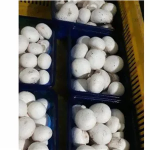 قارچ فله ای یک کیلوگرمی