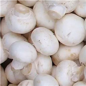 قارچ فله ی 3 کیلو گرمی