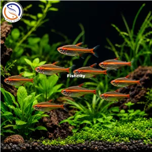 ماهی تترا گلولایت 3 سانت مولد