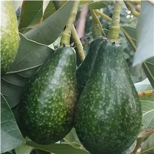 آوکادو مکزکن