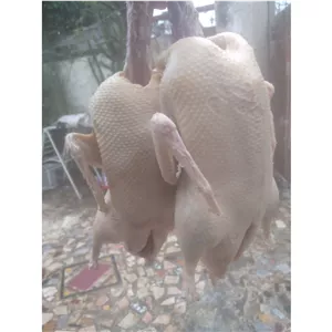 اردک محلی درشت