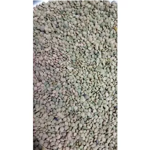 عدس ریزپاک نشده اقتصادی دیمی بدون کود وسم محصول مرداد1405