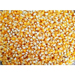 دانه ذرت لوکس (500 گرمی) خوانِ خشکبار 